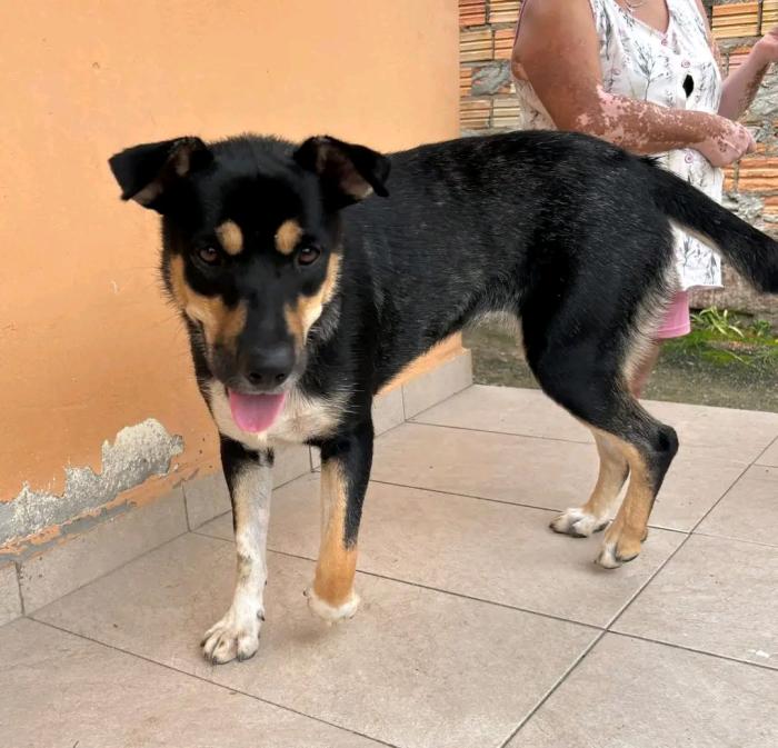 Adoção ou lar temporario