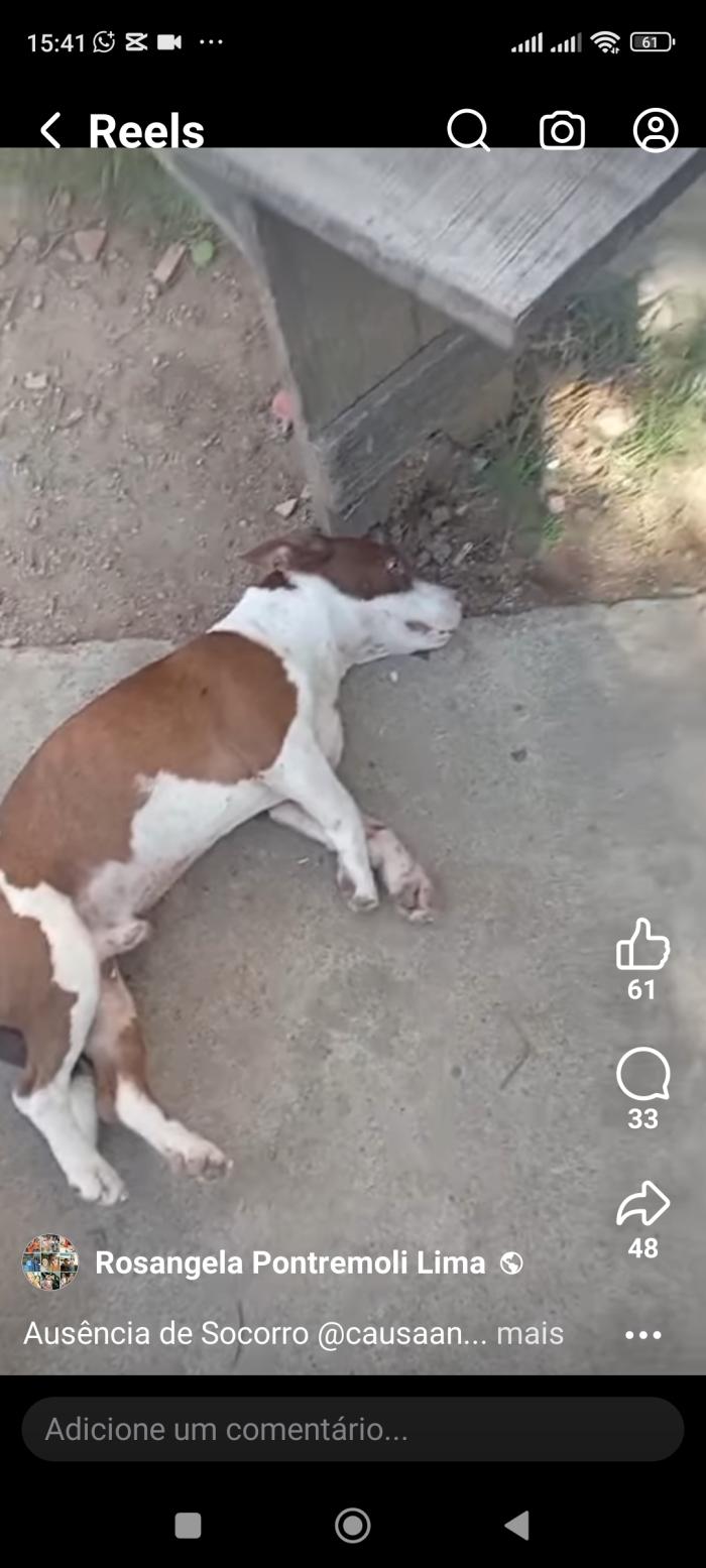 Hospital veterinário vitória nega atendimento a cão atropelado