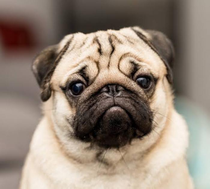 Curiosidades sobre o cachorro pug