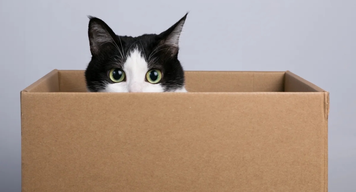 Senado aprova guarda compartilhada de pets após separação de casal