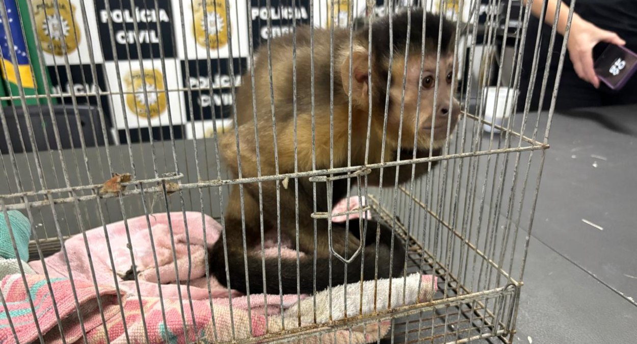 Macaco-prego é apreendido durante operação da Polícia Civil em Canoas