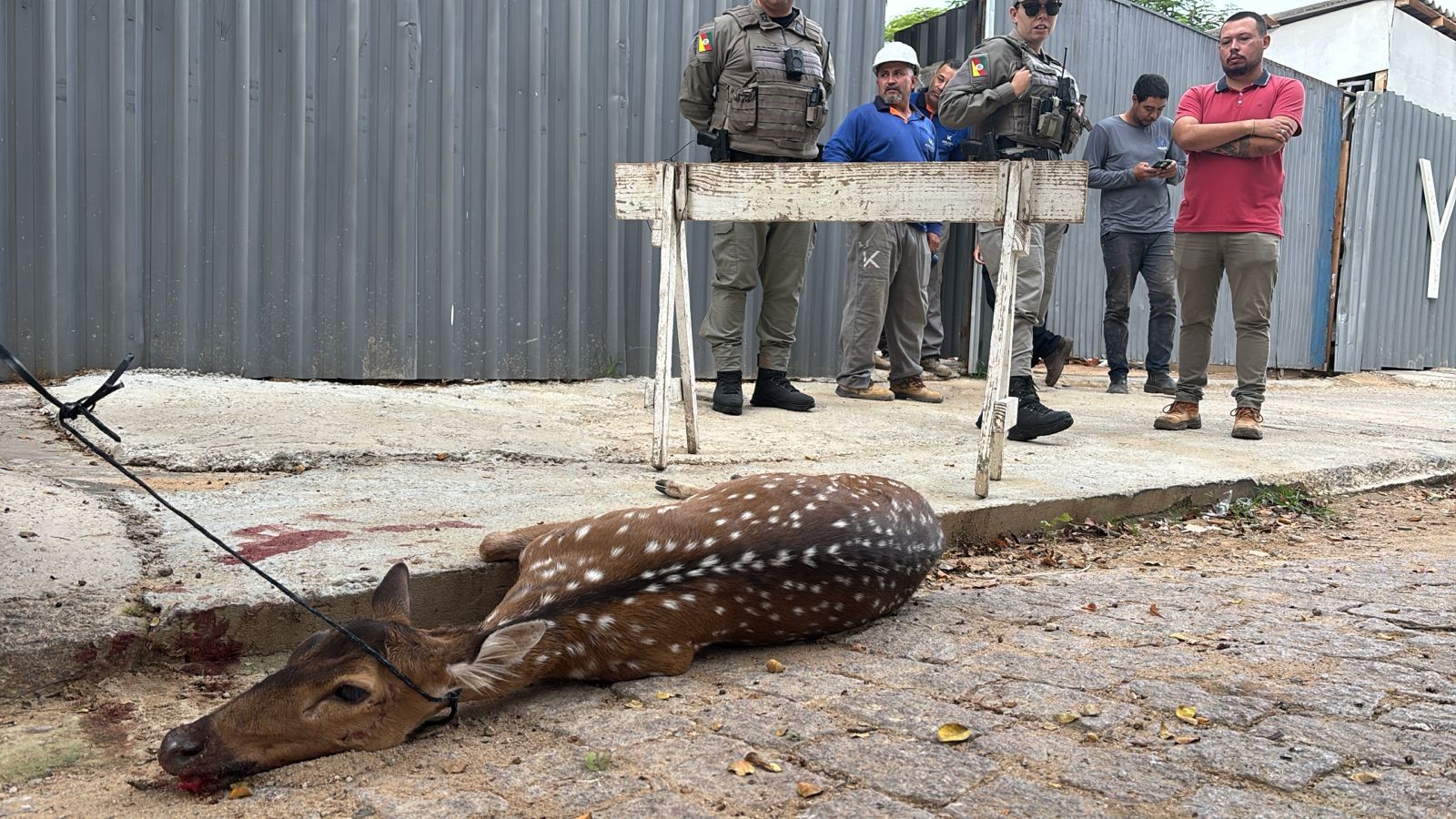 Cervo exótico encontrado ferido no bairro Menino Deus, em Porto Alegre, passa por eutanásia; animal foi atacado por cães
