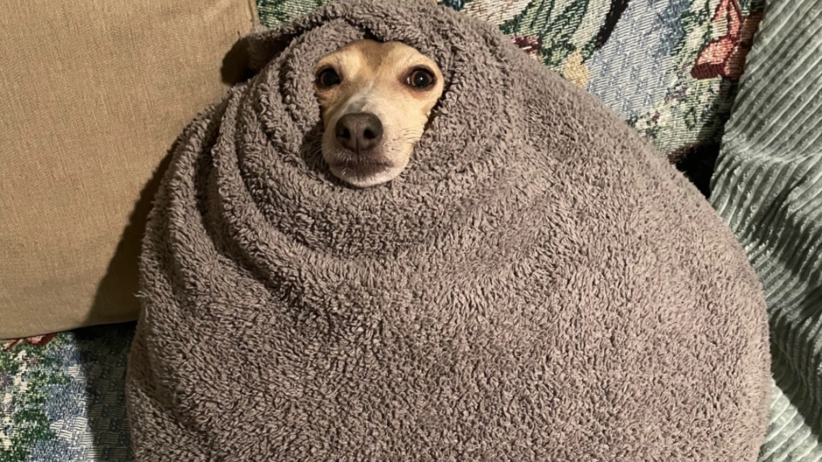 Cachorro tremendo no frio? Veterinários fazem alerta sobre erro comum que pode colocar pets em risco no inverno