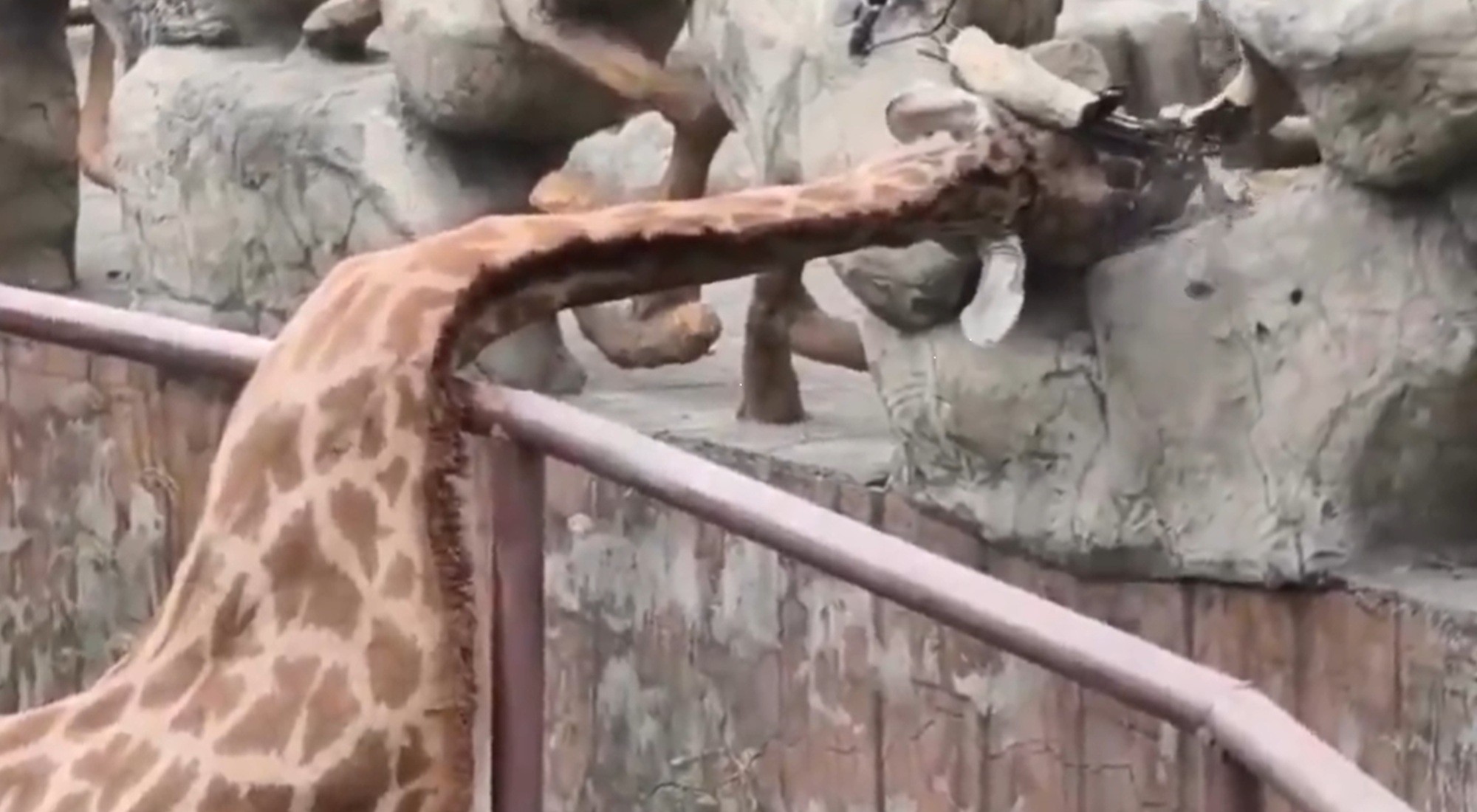 É #FATO: Cena de girafa com pescoço entalado em zoológico na China não é inteligência artificial