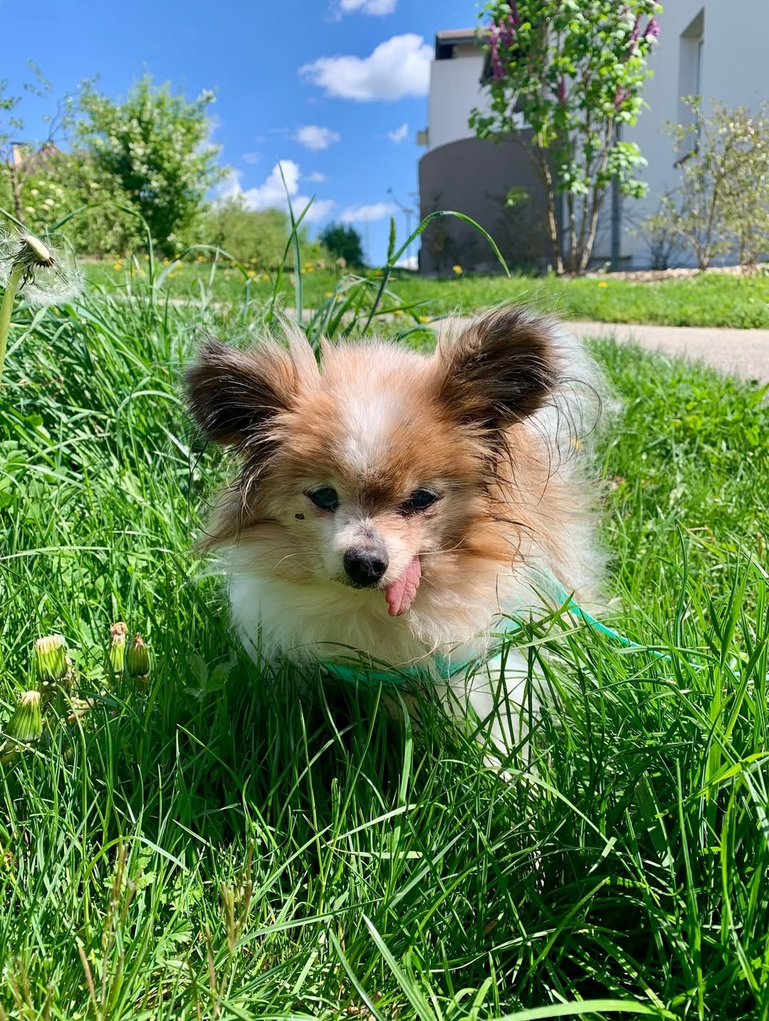 Cachorro 'mais velho do mundo' morre aos 30 anos na França