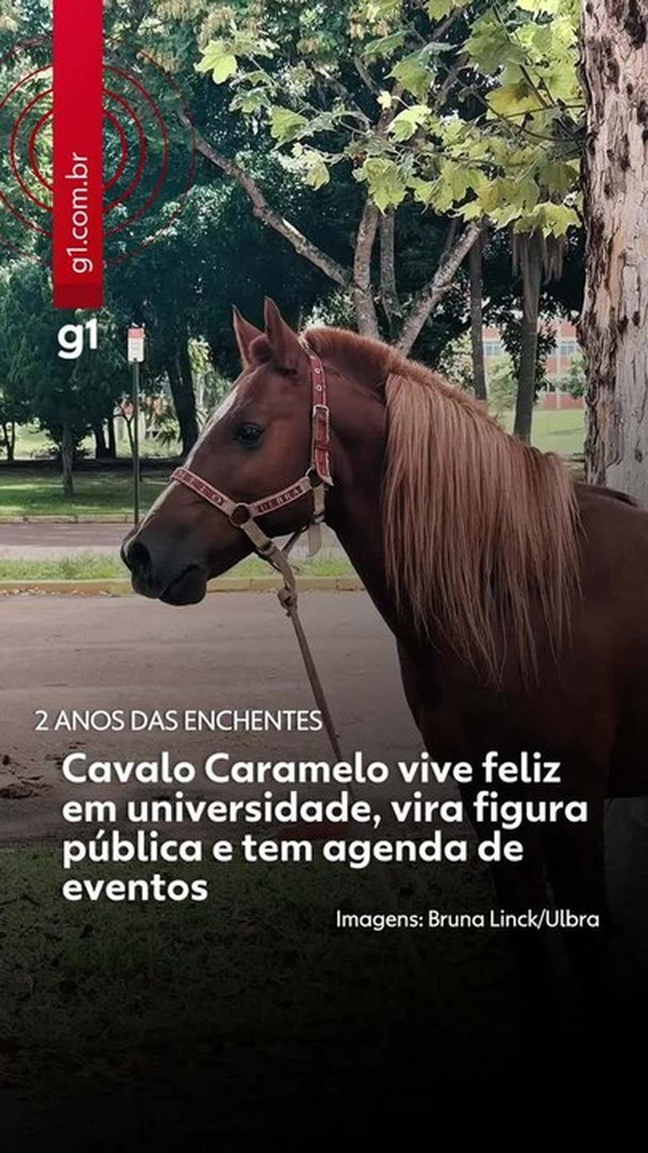 Cavalo Caramelo vai ganhar estátua de 4m em um dos municípios mais atingidos pela enchente do RS