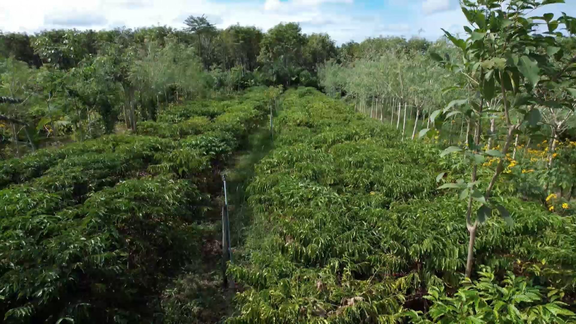 Café agroecológico ganha espaço no ES com produção sustentável e grãos com mais sabor