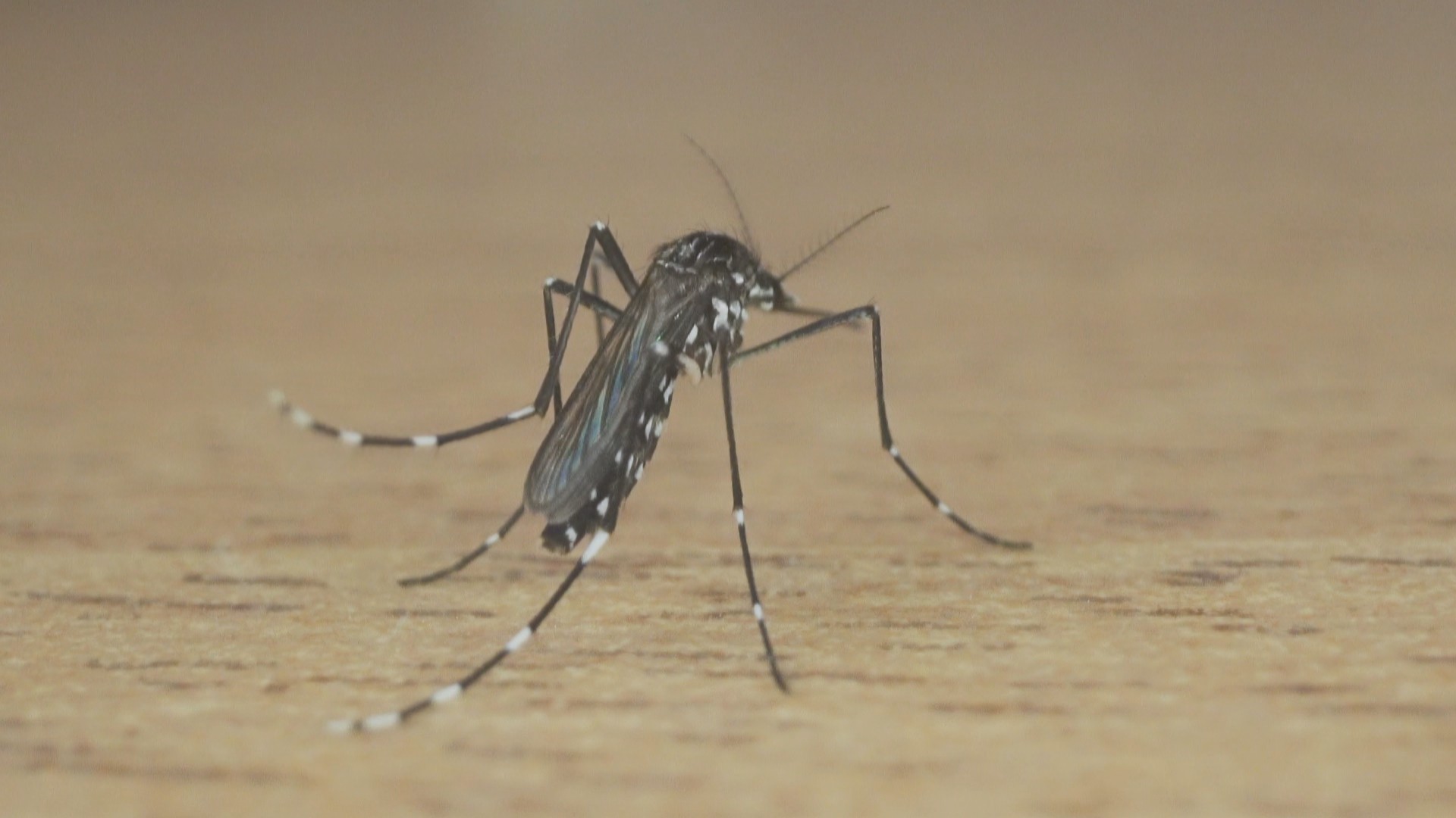 RS confirma 2ª morte por dengue em 2026