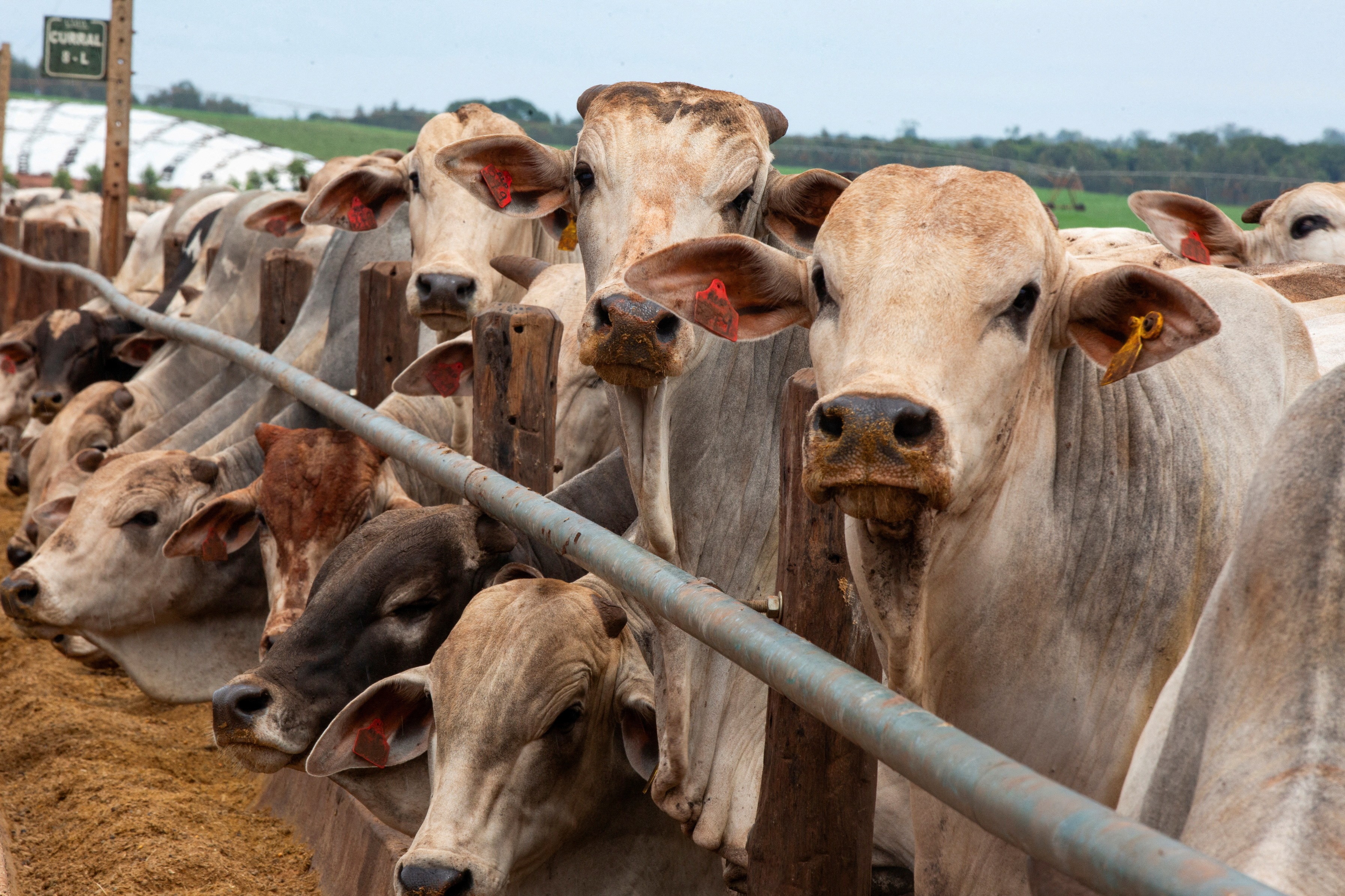 China retoma compra de carne bovina de três frigoríficos brasileiros após mais de um ano