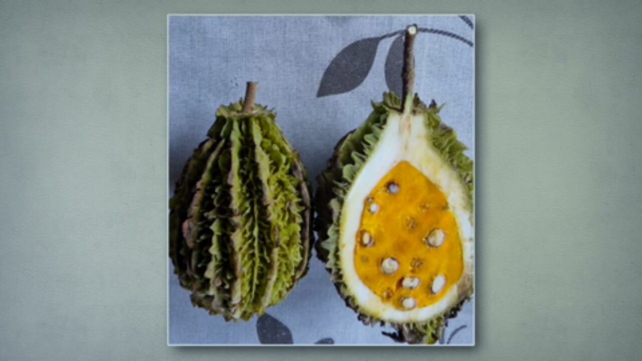 Como cultivar a palma forrageira
