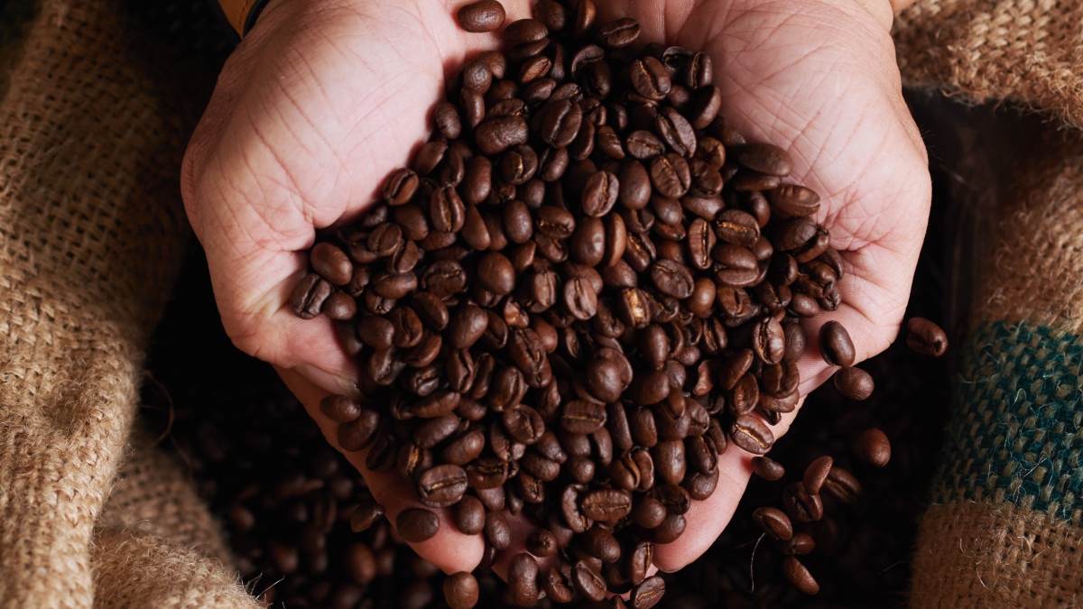 “Até isso?” Além de tempestades e secas extremas, Super El Niño pode fazer o preço do café disparar nos próximos meses