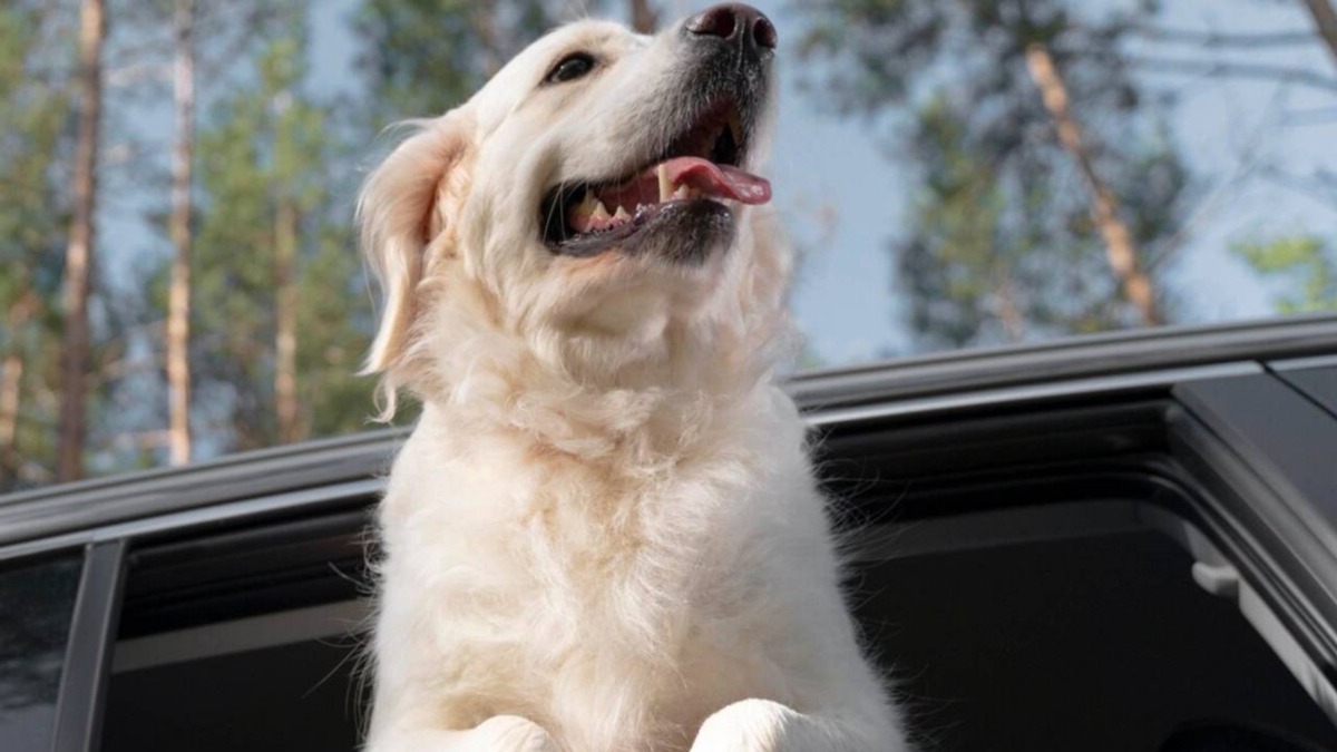 Cachorro coloca a cabeça para fora da janela durante passeio e motorista descobre que hábito pode render multa de R$ 195,23