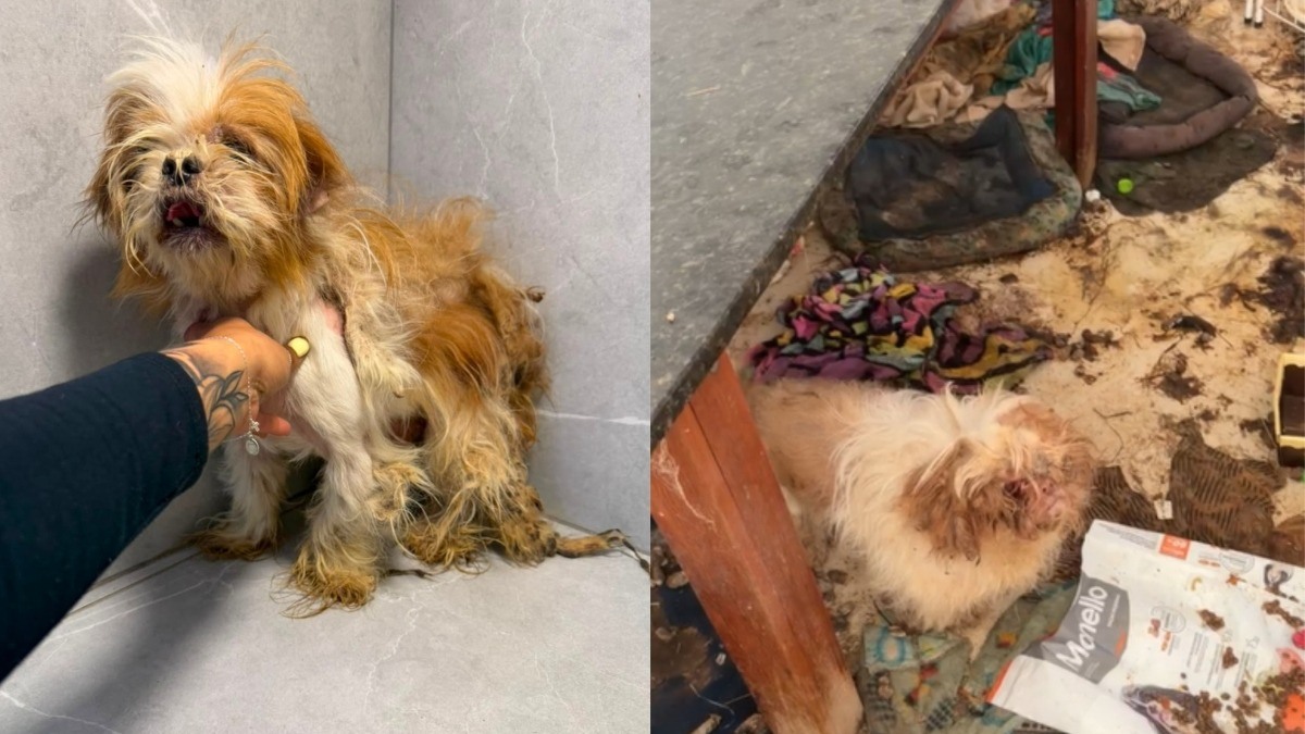 Cachorros que viviam em apartamento sujo, comiam comida mofada e ainda dividiam espaço com animal morto são resgatados em Canoas