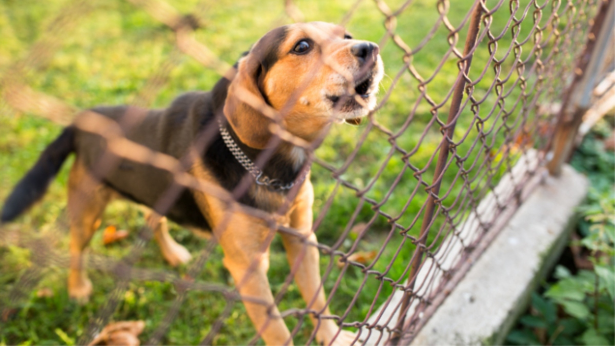 Cachorro do vizinho late durante 41 noites, morador grava os barulhos e Justiça reconhece perturbação do sossego e ainda exige indenização