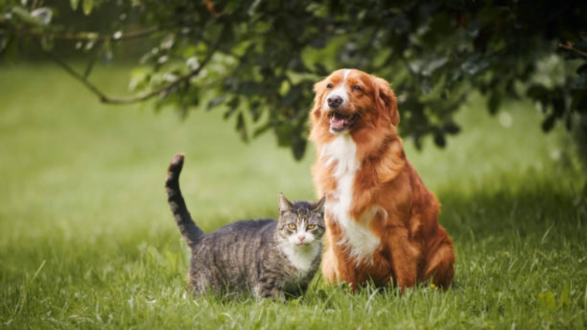 Nova lei proíbe que cães e gatos sejam mantidos presos por correntes