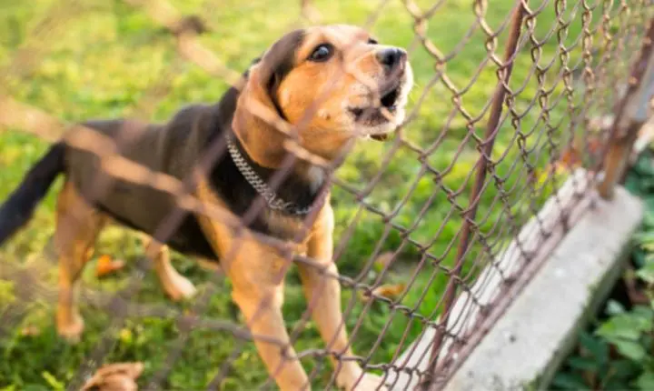 Cachorro do vizinho late durante 41 noites, morador grava os barulhos e Justiça reconhece perturbação do sossego e ainda exige indenização